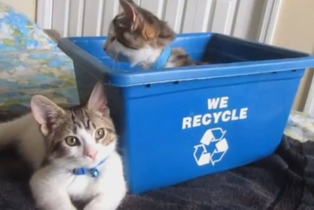 One kitten is lying down the other is in a blue basin