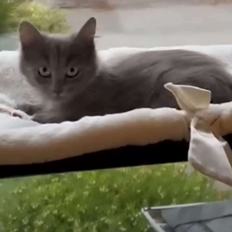 The cat is lying on a brown pillow 960x960