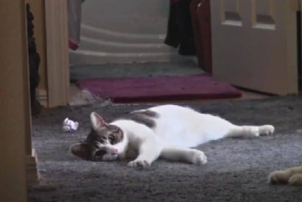 Garbage Collector Rescues Kittens from Brush Pile