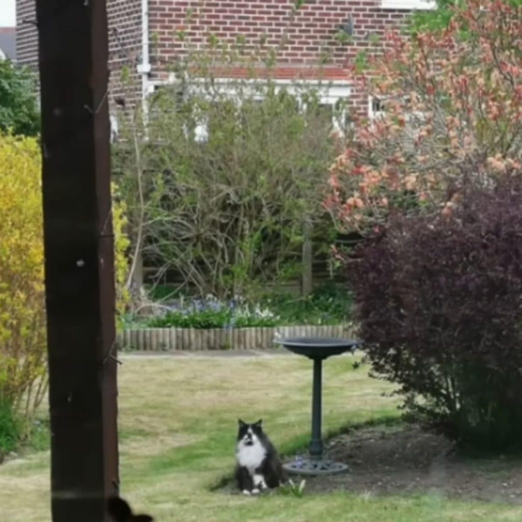 The cat is sitting in the yard 1024x1024