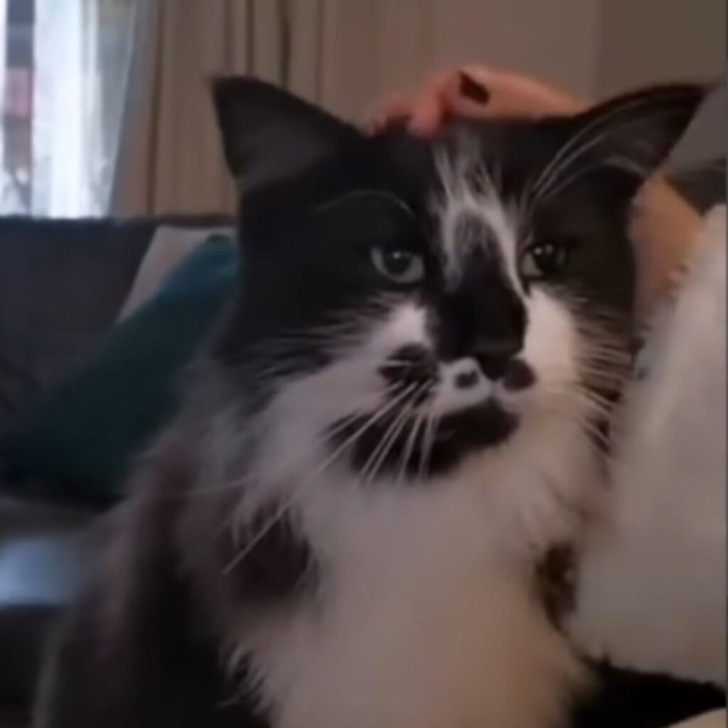 The cat on the womans lap enjoys being petted