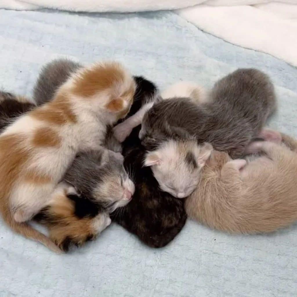The kittens are lying next to each other 1024x1024