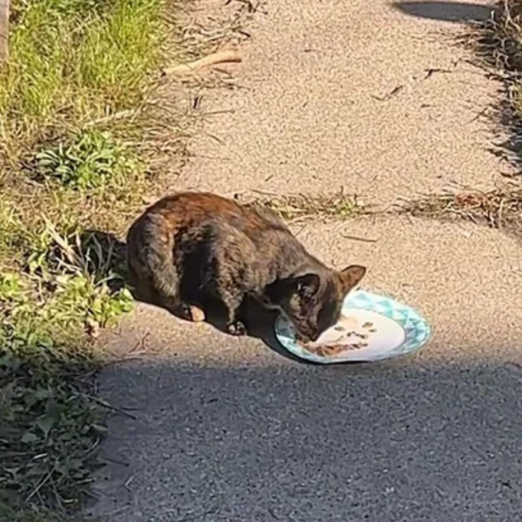 a cat on the road eats from a plate 1024x1024