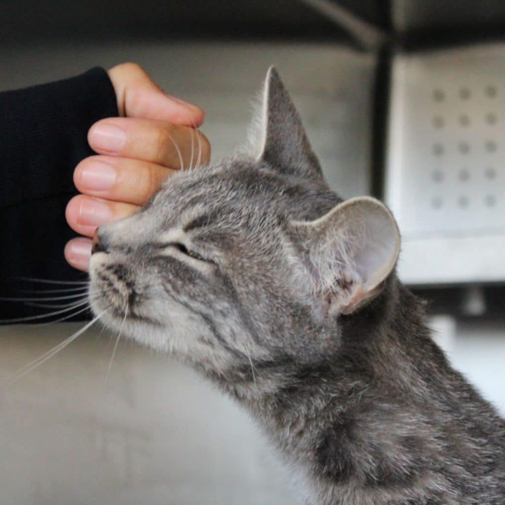 a girl strokes a colorful cat with her hand 1024x1024