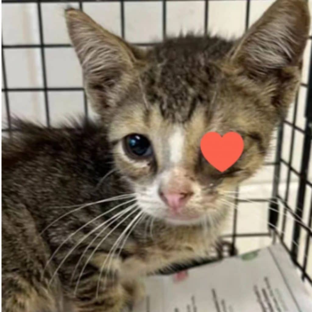 a kitten without one eye in a cage 1024x1024