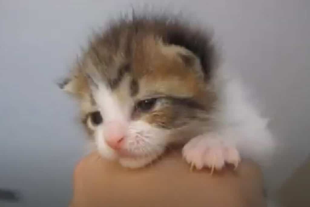 a little kitten on the arm 1024x684