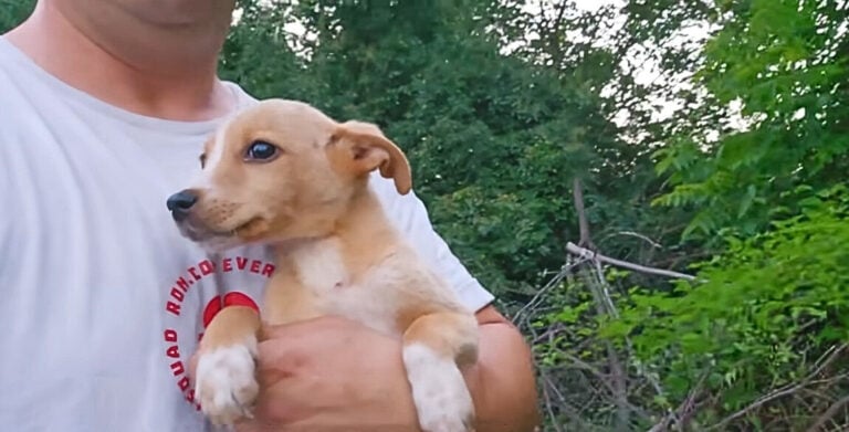 a man carryng dog 768x391