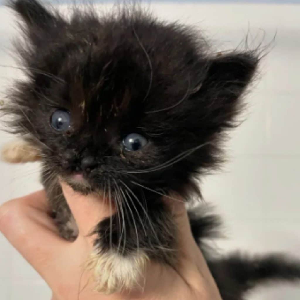 a man is holding a black kitten in his hand 1024x1024