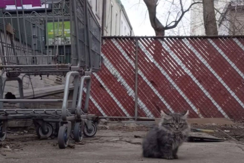 a shaggy kitten is sitting on the sand 1024x684
