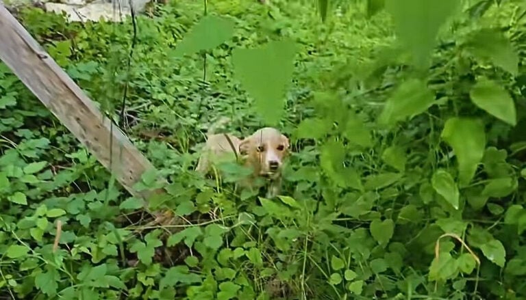 abandoned puppy in green grass 768x439