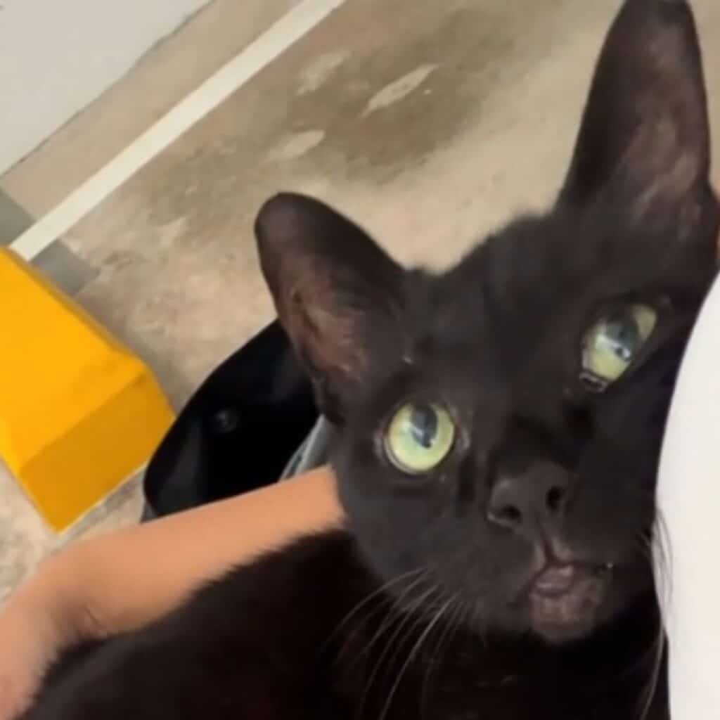 black abanoned cat