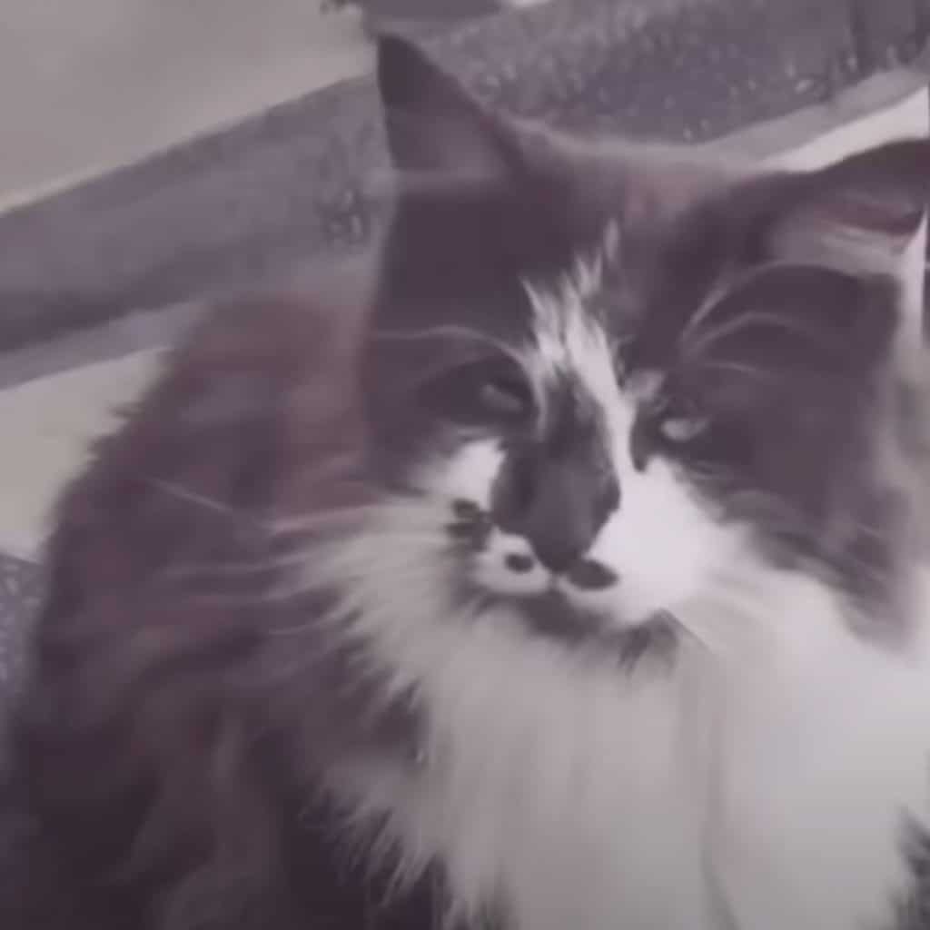 black and white cat 1024x1024