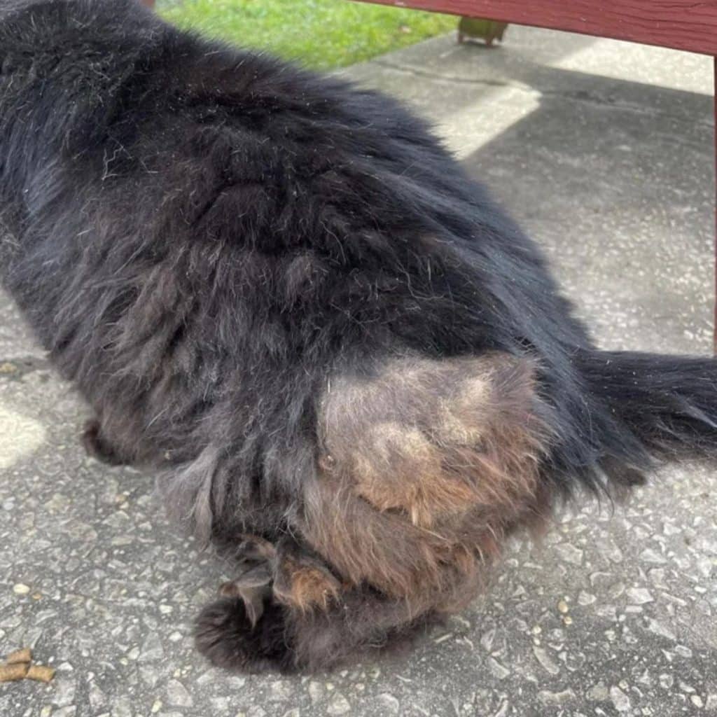 black brown cat fur 1024x1024