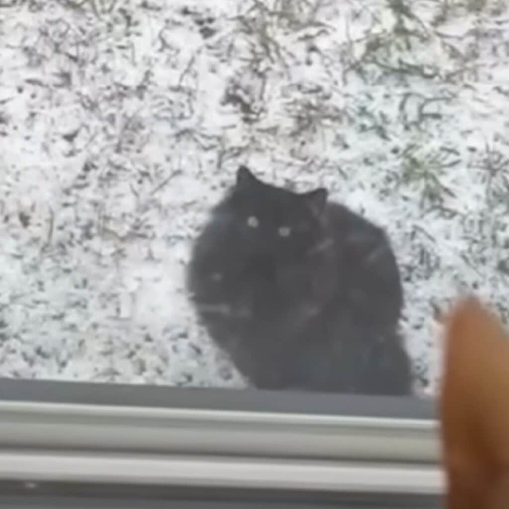 black cat looking up to the window