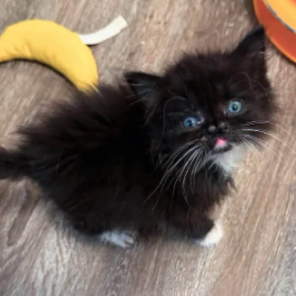 black kitten with blue eyes 1 1024x1024
