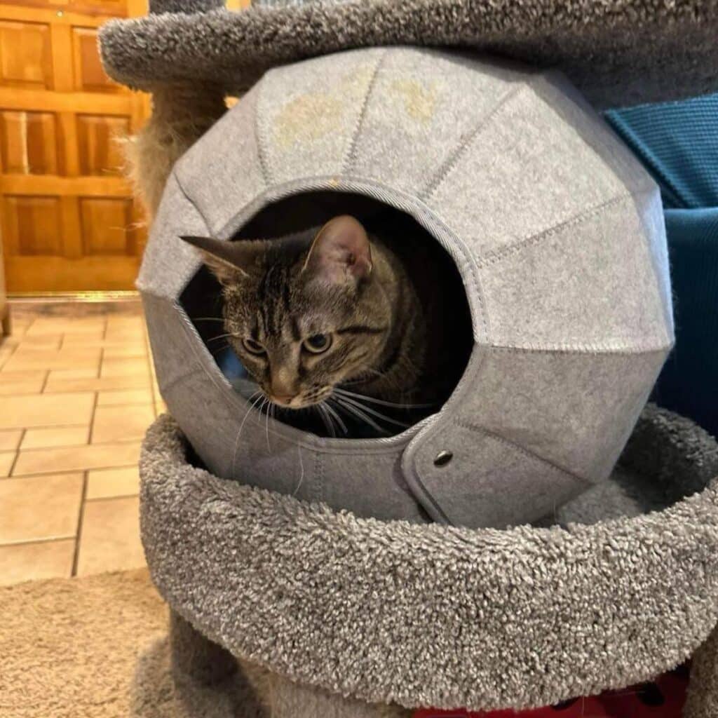 cat in a cat tree 1