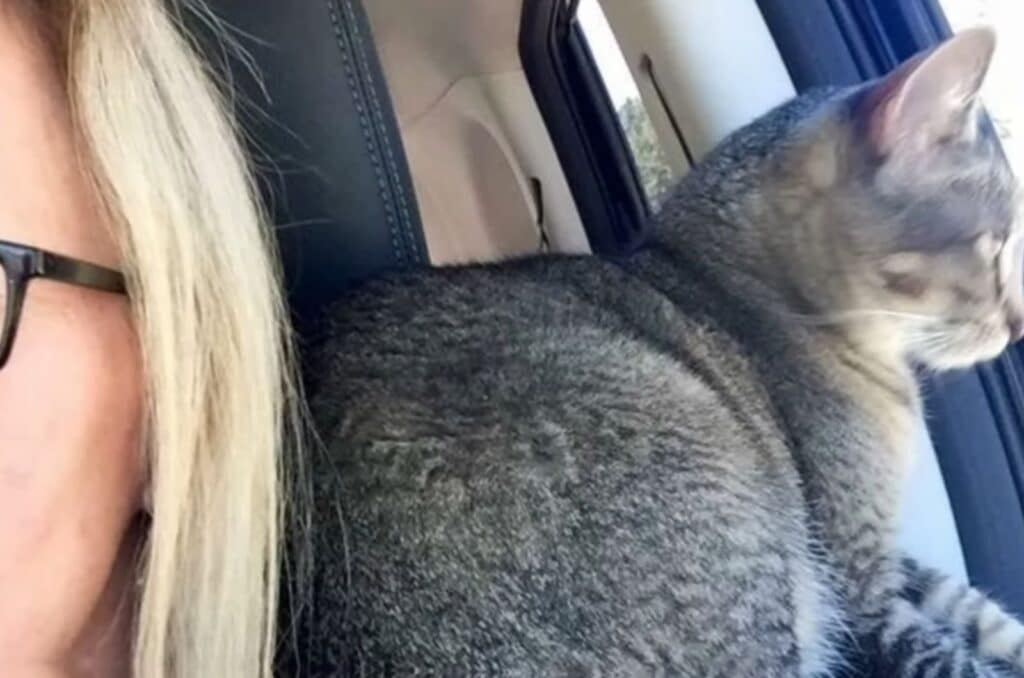 cat looking through car window