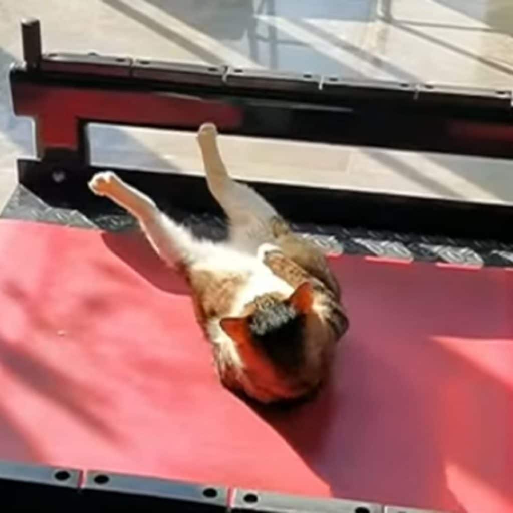 cat mastering sit ups 1024x1024
