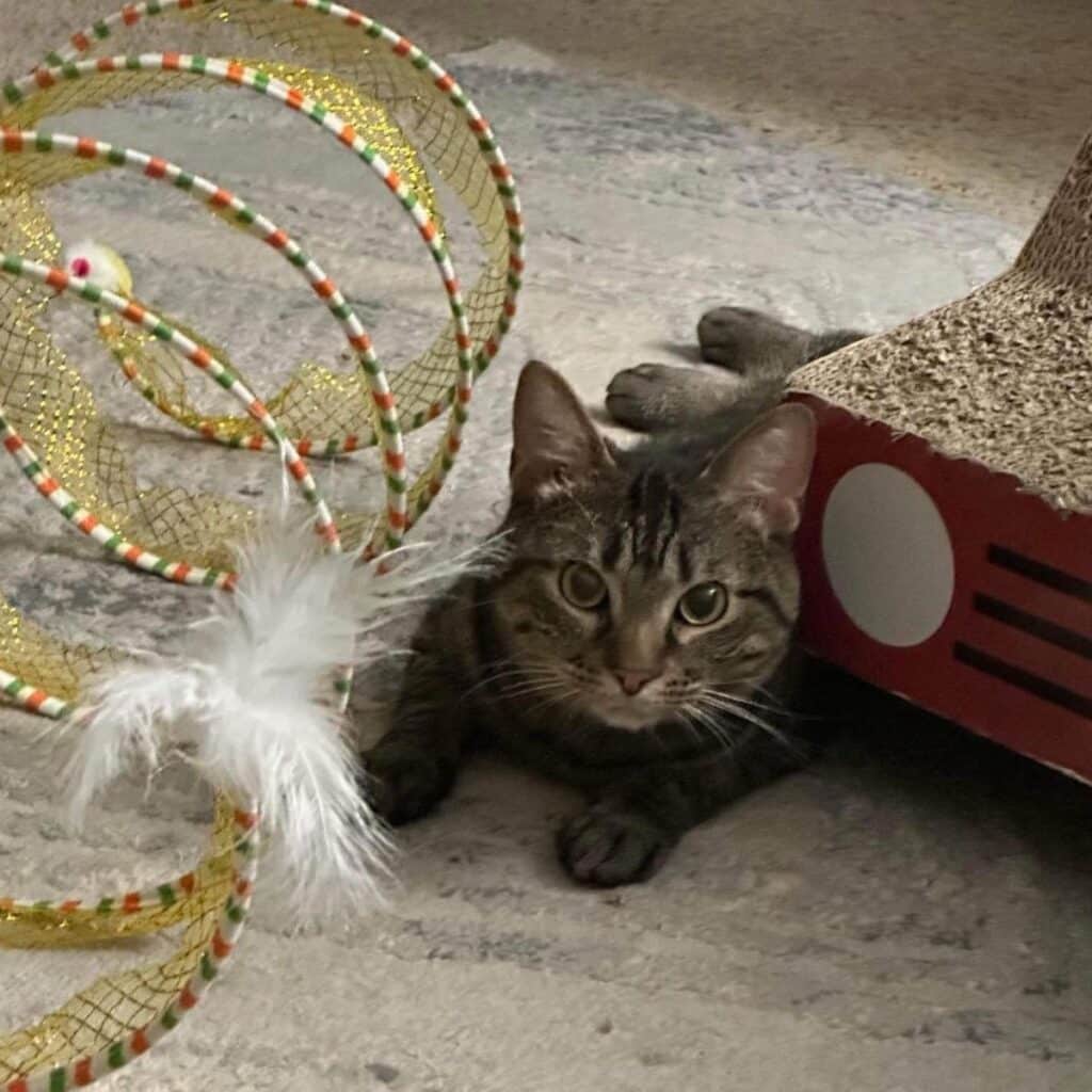 cat next to a toy