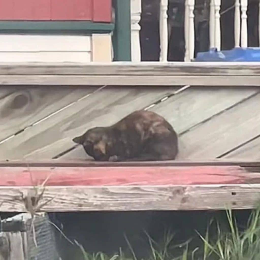 cat on a wooden roof 1024x1024