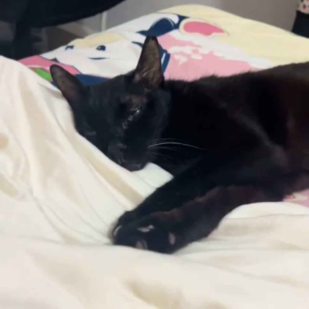 cat sleeping 1