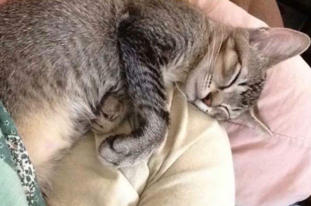 cat sleeping 3