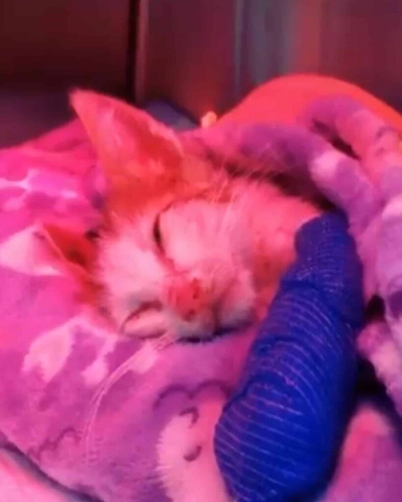 cat sleeping on pillow