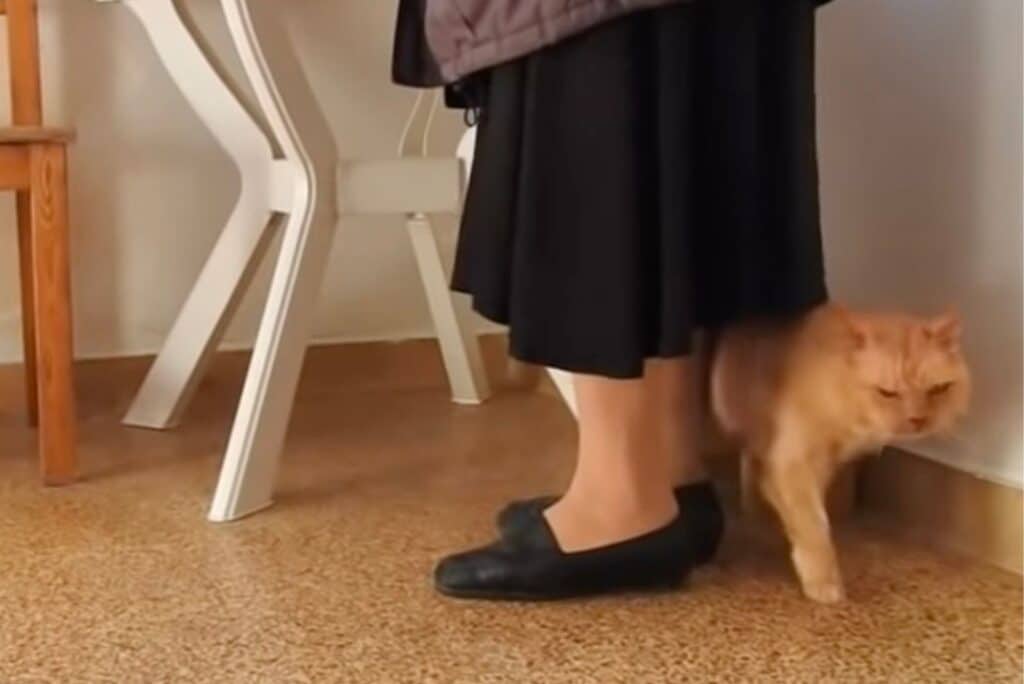 cat standing behind womans legs