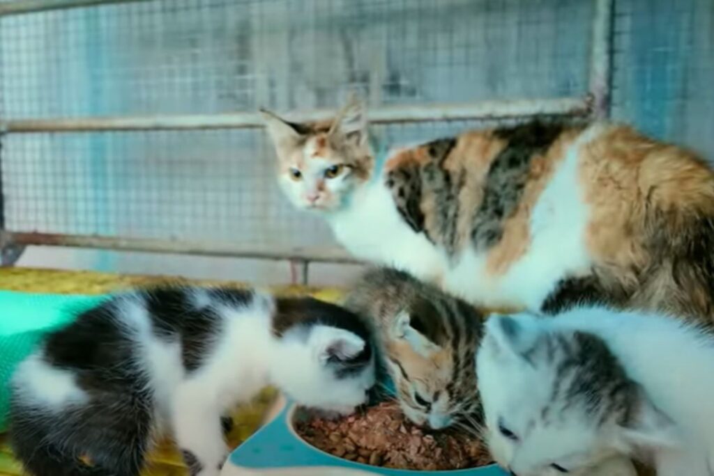 cats eat from one bowl