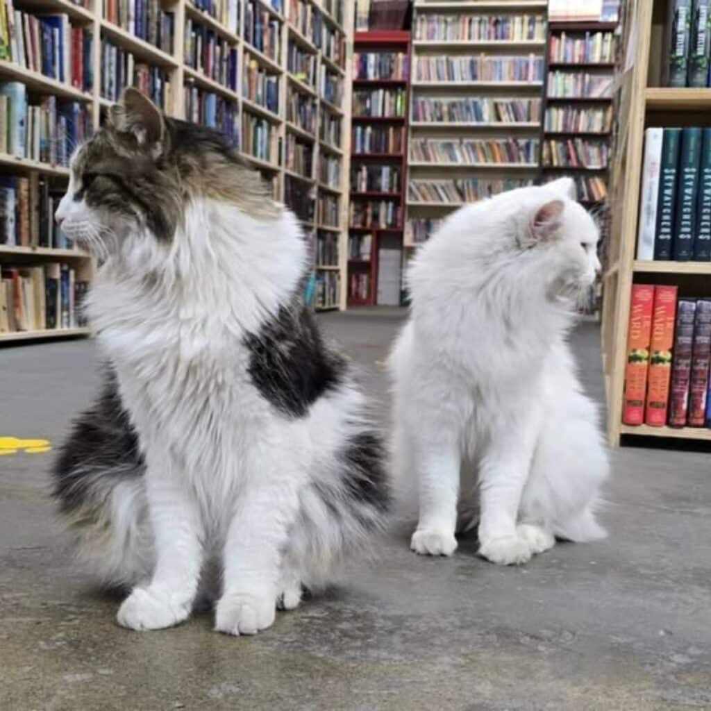 cats in a bookstore