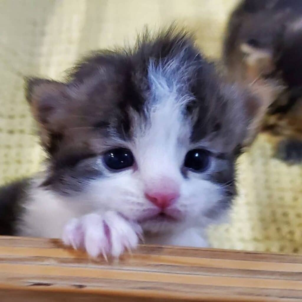 close up photo of a kitten