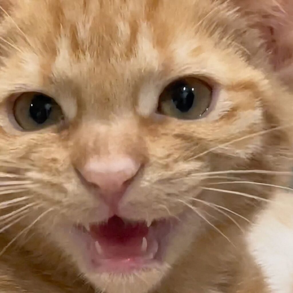 close up photo of cat hissing