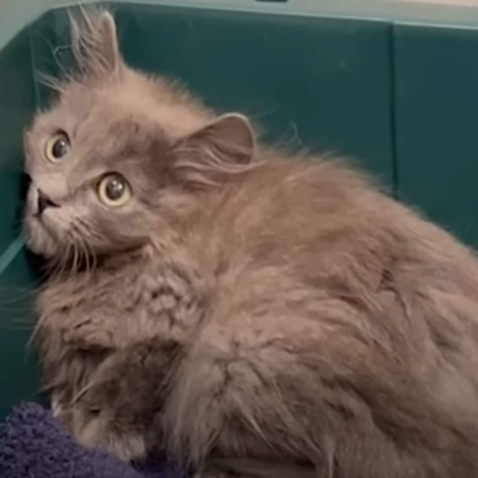 confused cat with big eyes 960x960