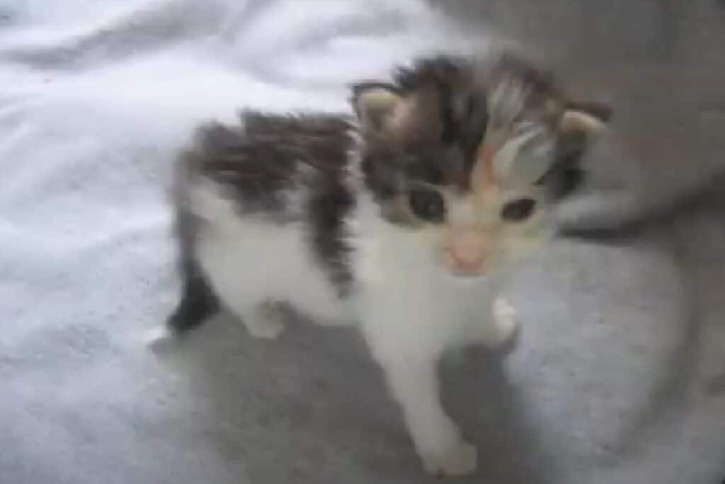 Garbage Collector Rescues Kittens from Brush Pile