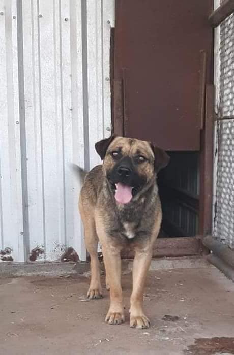 From Death Row to Dream Home: Logan the Dog Finds His Forever Family