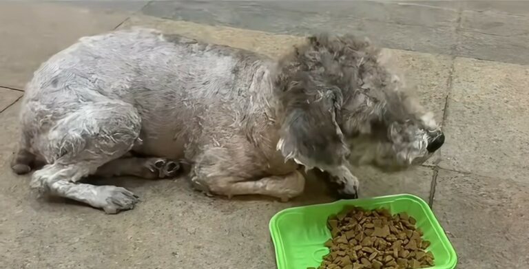 disabled dog laying next to the food 768x391