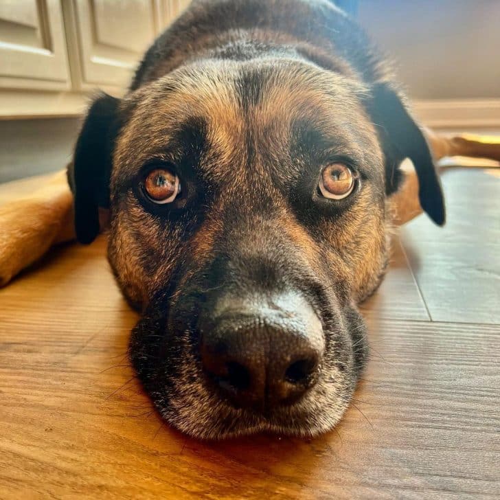 dog laying on the floor 728x728