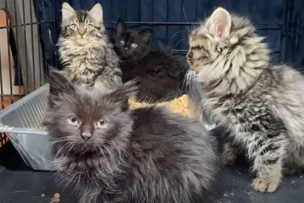four cute fluffy kittens