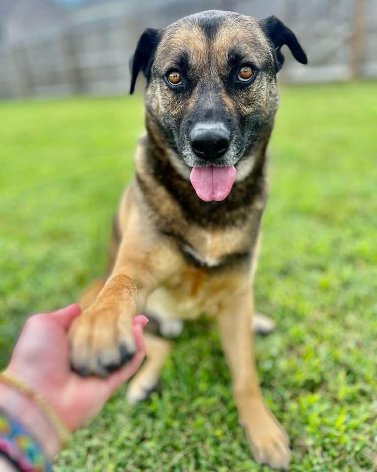 From Death Row to Dream Home: Logan the Dog Finds His Forever Family