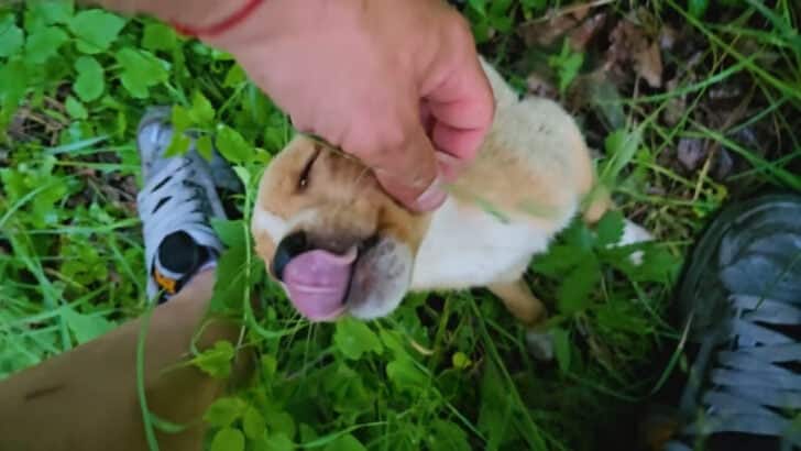 happy dog being found by man 728x410