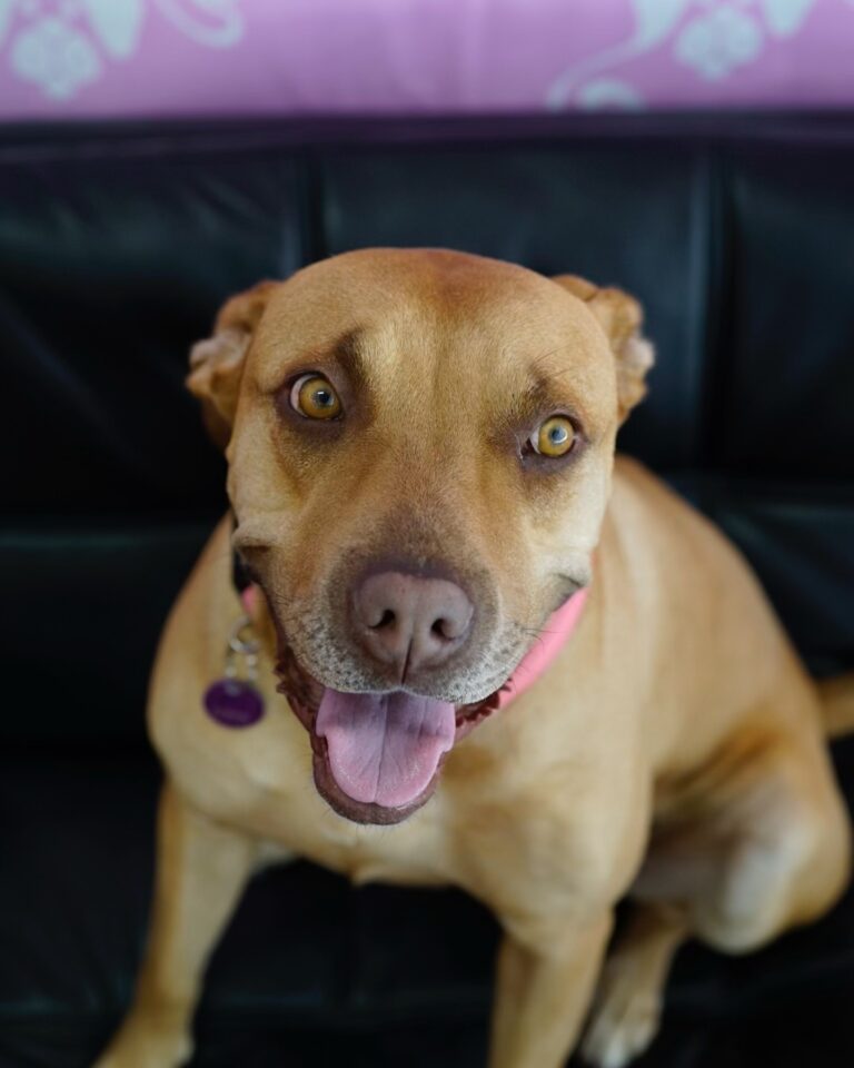 happy dog sitting on the couch 768x960