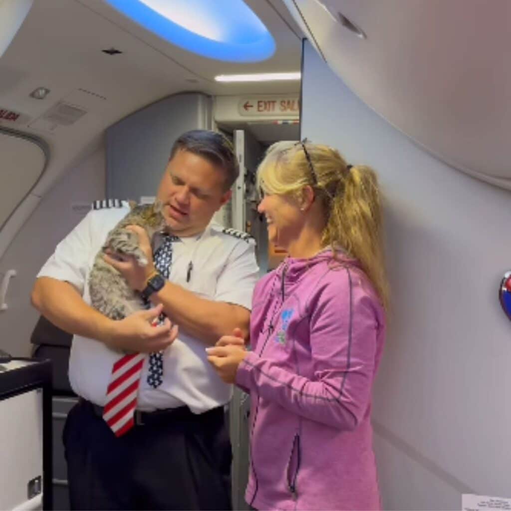 kitten in airplane