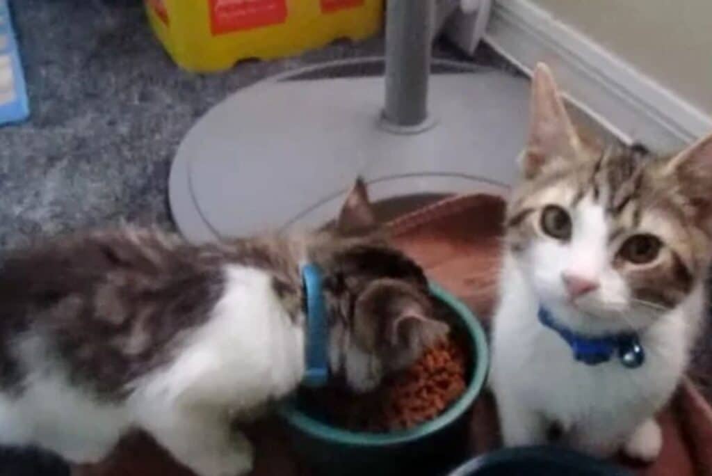 Garbage Collector Rescues Kittens from Brush Pile