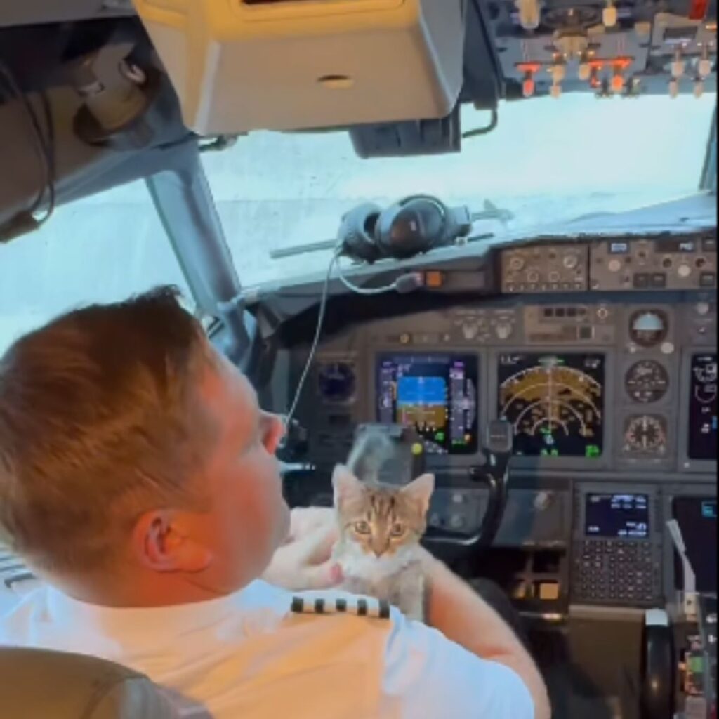 pilot and kitten