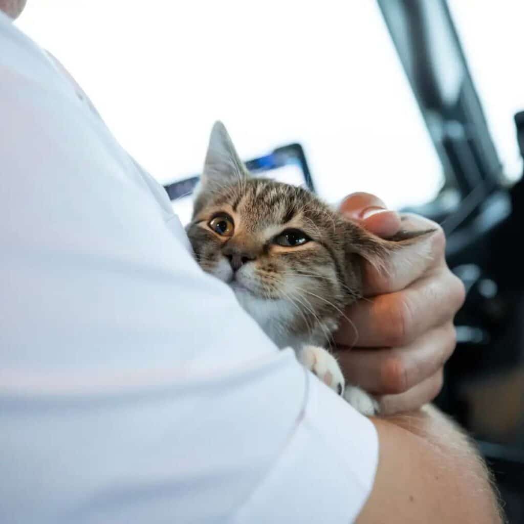 pilot holding a kitten