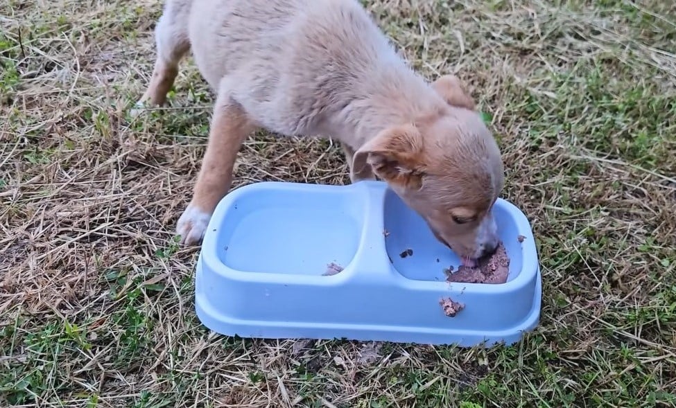 puppy eating 1