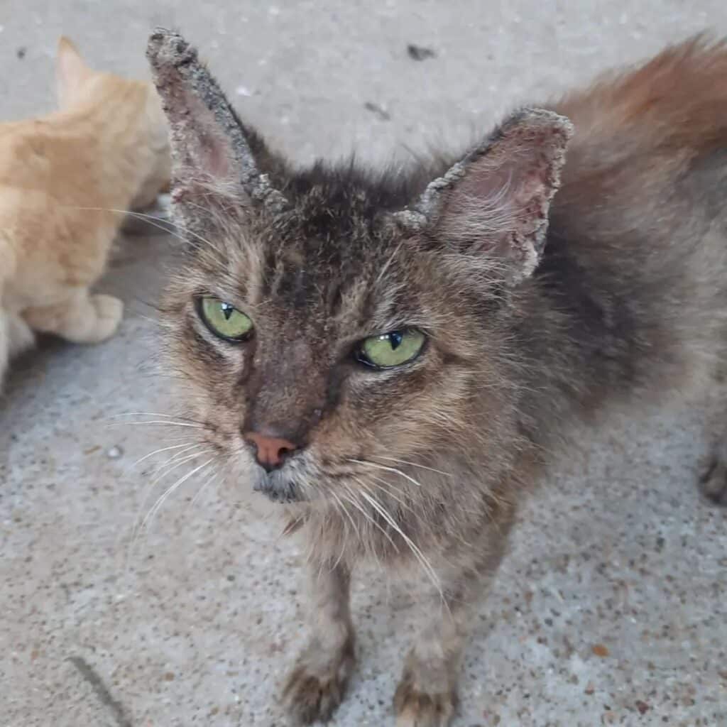 shabby stray cat