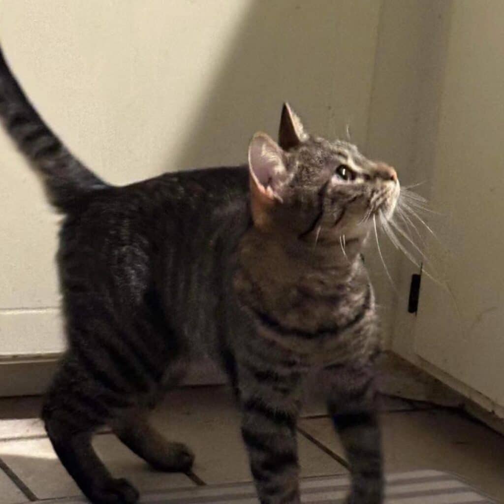 shelter cat 1