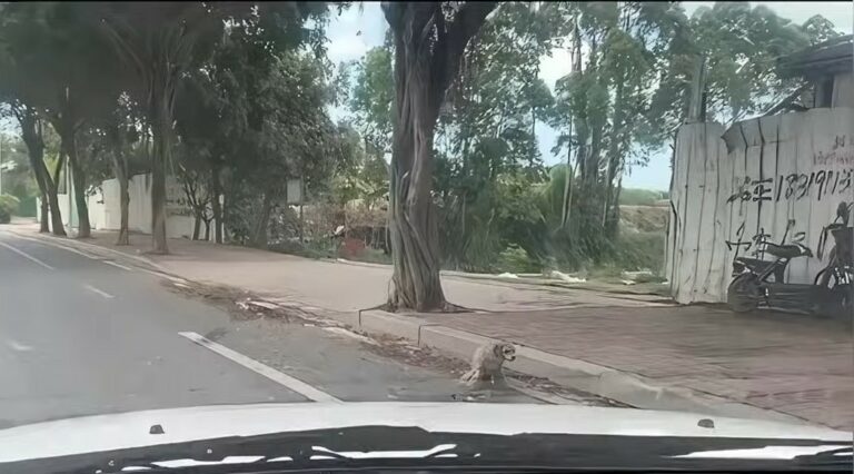 stray disabled dog on the street 768x426