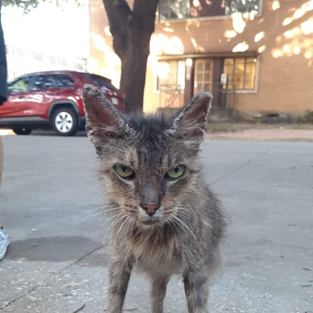 stray gray cat 1